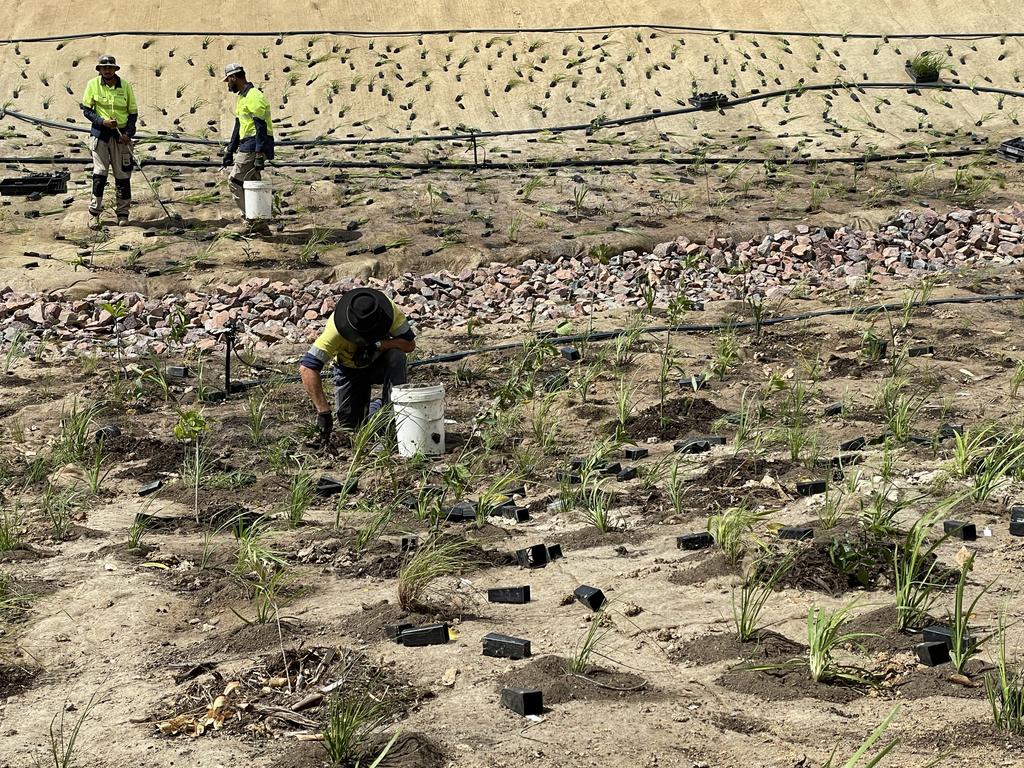 An estimated 70 workers are planting 97,000 grasses and trees for the Bushland Beach naturalisation project. Picture: Leighton Smith.