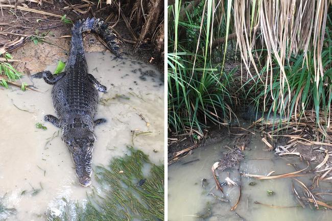 A dramatic sequence from Yellow Water in Kakadu sees a croc slip silently into the pandanus leaves, leaving not even bubbles behind. Picture: Lusa Restrepo