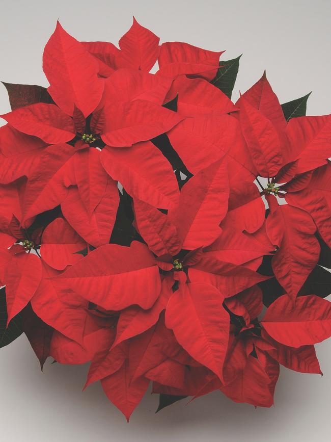 ‘Christmas Feelings Red’
