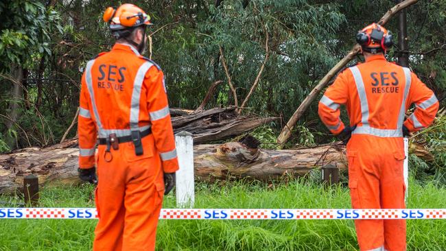 Emergency services at the scene where a tree containing a bees nest fell on people in Templestowe. Picture: Jake Nowakowski