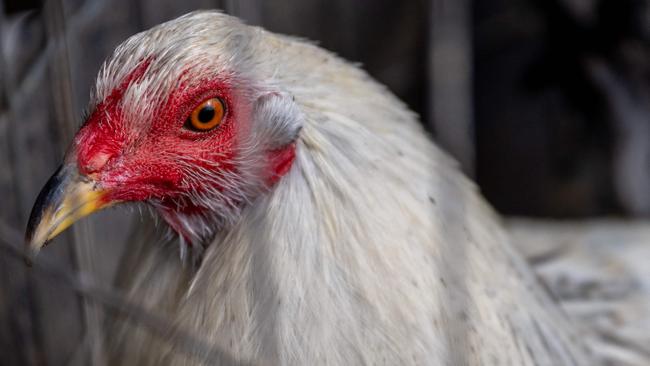 AUSTIN, TEXAS - JANUARY 23: A rooster is held in a cage on a farm on January 23, 2023 in Austin, Texas. The poultry industry as well as private flocks are suffering a health crisis as a bird flu continues to spread across the United States, contributing to a spike in egg prices. Almost 60 million birds have been infected in the worst outbreak on record.   Brandon Bell/Getty Images/AFP (Photo by Brandon Bell / GETTY IMAGES NORTH AMERICA / Getty Images via AFP)