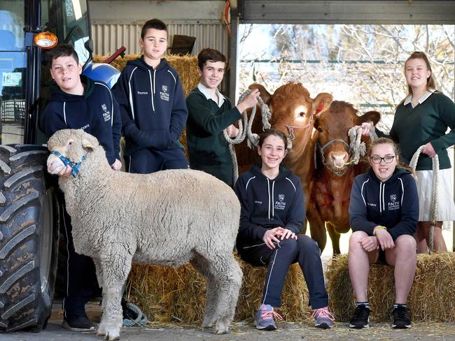 NAPLAN - COUNTRY SCHOOLS. Faith Lutheran, Tanunda, students Darcy Jones, 12, Thomas Goodwin 12, Jack Farley 14, Jenna Haberman 12, Lacey- May Finch 12, Dana Mifflin 14 with a Limousin steer, a South Devon and a Marino wether pictured on the 23rd July, 2020. Picture: Tricia Watkinson