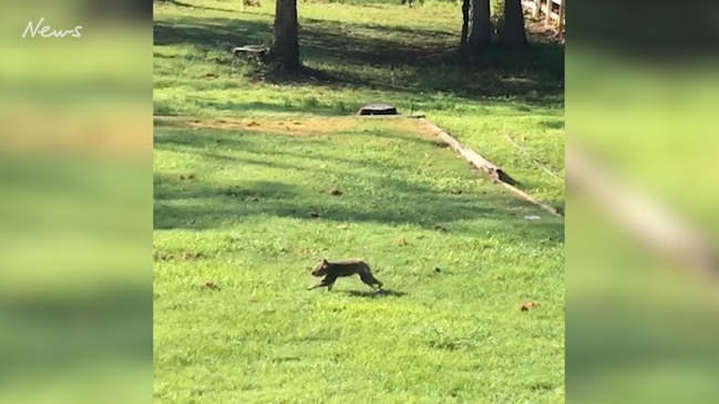 Koala on the run 