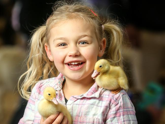 Royal Melbourne Show. Picture: Tim Carrafa