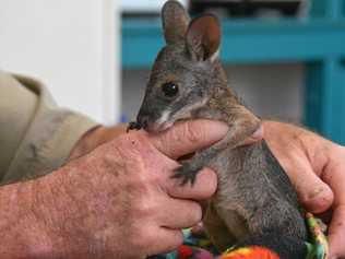 RESCUE JOEY: Durong wildlife carer Simon Stretton with Shelly the black-striped wallaby joey he rescued last week. Picture: Jessica McGrath