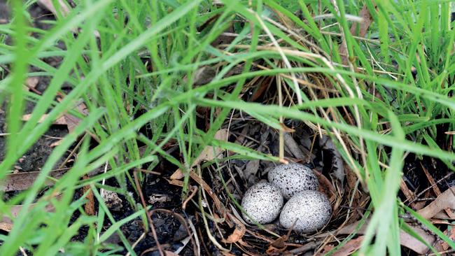 A nest of eggs claimed by naturalist John Young to belong to the buff-breasted buttonquail, taken at Brooklyn, north Queensland in 2018.