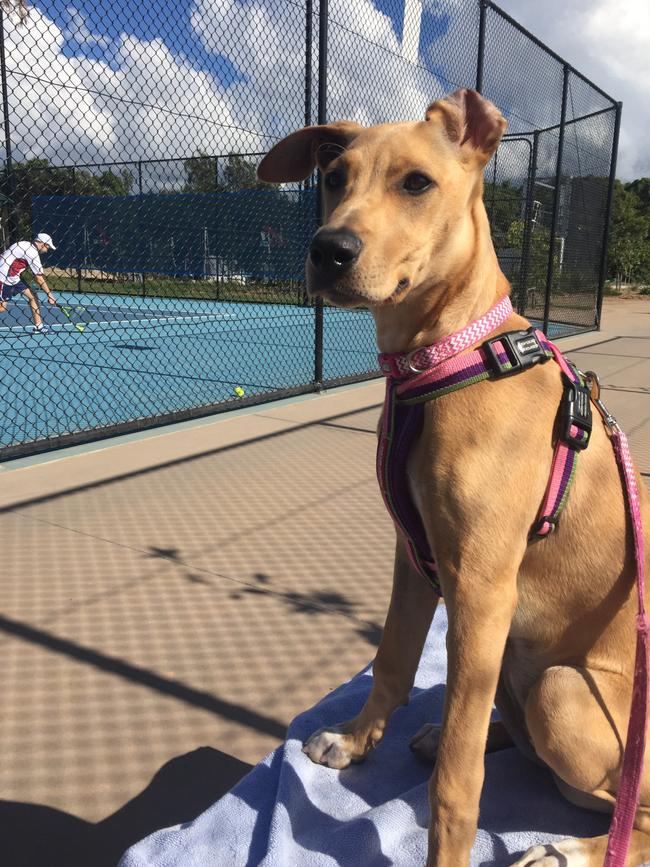 CHLOE: This labrador x whippet pup enjoys watching her humans play tennis. More specifically, she enjoys stealing the tennis balls.