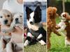 FULL LIST: Most popular dog breeds, names on the Gold Coast