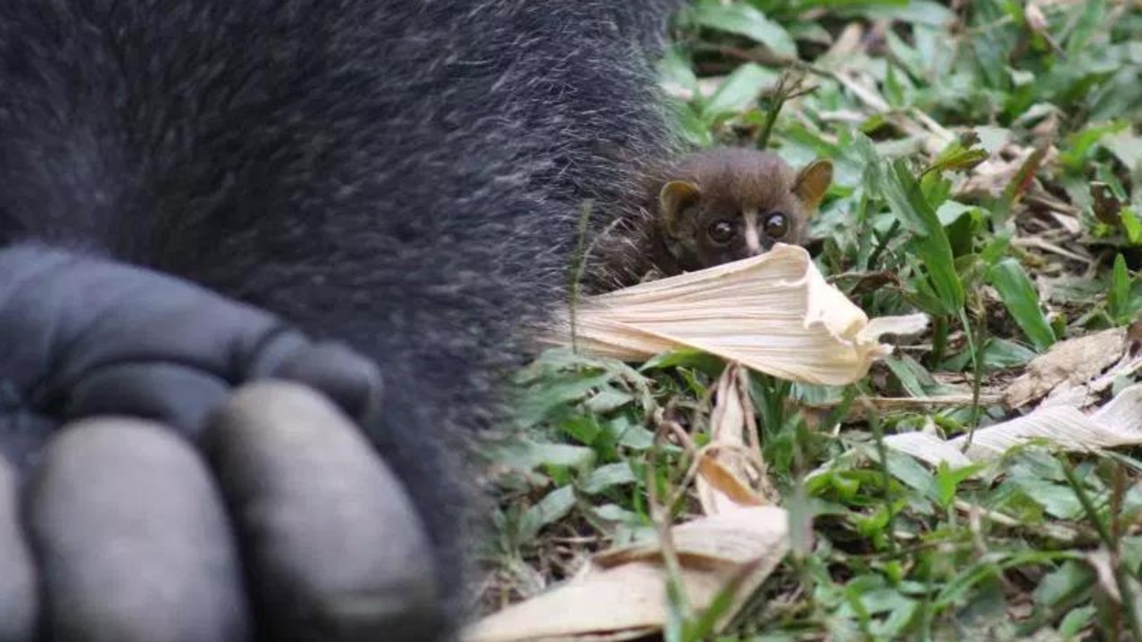 Bush babies are normally nocturnal, but this one was wide awake during the day. Picture: supplied