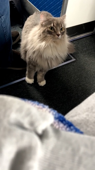 Travellers in stitches when cat escapes mid-flight