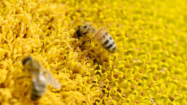 Scientists introduced food to a hive with a substance that mimicked the smell of sunflowers, in a process that could be likened to training a dog to follow a scent. Picture: News Corp