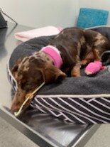 It cost Rosie’s owners more than $11,000 in medical costs.