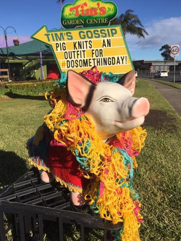 Pig celebrates the Macarthur Chronicle’s #Do Something Day.