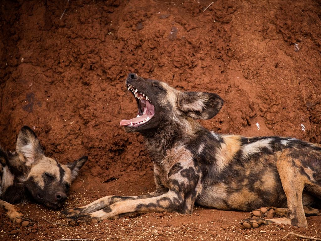 Wild dog yawning. Steve Irwin’s 13-year-old son Robert demonstrates an exceptional talent behind the lens with a series of candid and close-up images of wildlife in their natural habitats. Picture: Robert Irwin