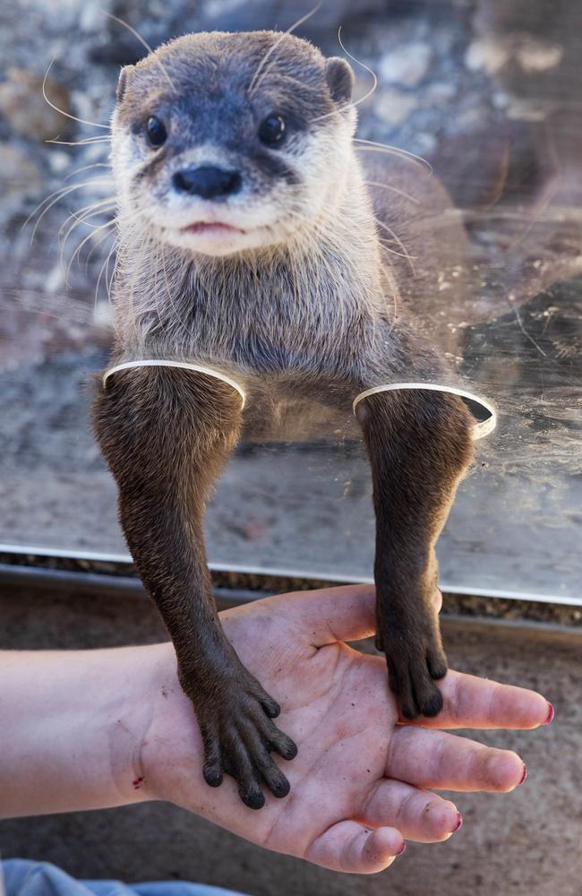 Visitors at Halls Gap Zoo share a fishy lunch with cheeky Asian small-clawed otters in their new otter encounter exhibit. Picture: Jason Edwards