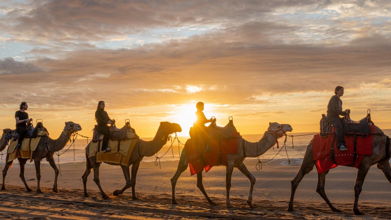 SYDNEY, SUNDAY 15 MAY, 2022 – Tourism Western Australia staged a showcase of WA’s celebrated wildlife to Sydneysiders this morning when Broome’s famous camel train wandered along Palm Beach at sunrise. Sydney’s Palm Beach North, chosen for its landmark affiliation with Broome’s 22 kilometres of soft white sand on Cable Beach, was the set for the iconic, world-famous train of camels on Cable Beach. Staged at sunrise, Palm Beach locals were entranced as the camels, themed with landscape colours of Western Australian, trailed along the beach in the early soft light at sunrise. Joining the camels were some of Western Australia’s most charismatic characters including award winning celebrity chef, Tony Howell; pearl farmer, gemmologist and pearl technician Celeste Boonaerts, and First Nations artist, educator and bush tucker specialist Dale Tilbrook.. Pics Supplied by Tourism Western Australia