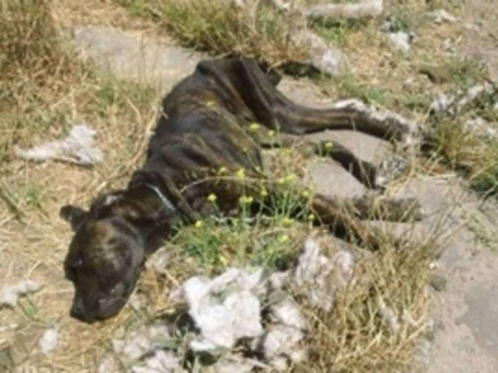 A dead bull mastiff-cross who had died from starvation on a property at Millicent. The owner was jailed for four months. Picture: RSPCA