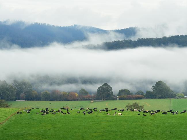 LANDSCAPE: Fog in the Gippsland hills Fog in the Gippsland hills. Picture shot near Neerim Junction. Dairy cattle. Australian bushland. Country. Forest.PICTURE: ZOE PHILLIPS