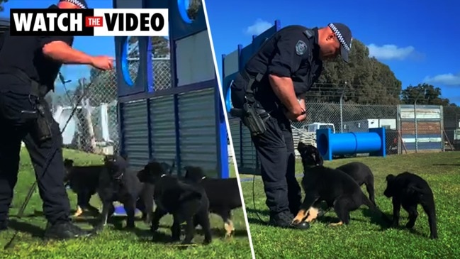 Sydney: Police puppies join the NSW Police