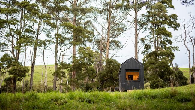 Unyoked Olive, Tasmania.