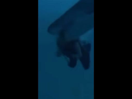 Terrifying moment shark attacks diver