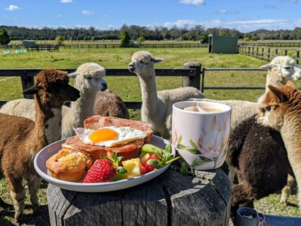 Iris Lodge is the perfect spot to visit if you'd like to meet around 140 alpacas on a stunning 93-acre property.