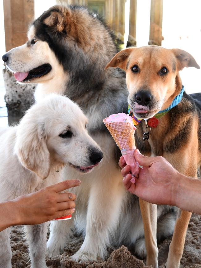 Dogs enjoying ice creams from Royal Copenhagen at Brighton beach. Picture: Tricia Watkinson.