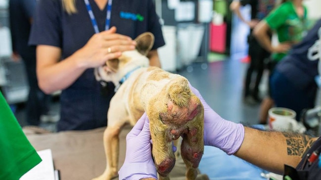 An animals rescued from Storybook Farm by the RSPCA. 