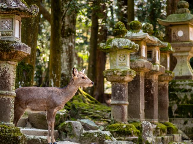 You can see how someone could be startled by the menacing sight of a deer can’t you? Picture: Istock