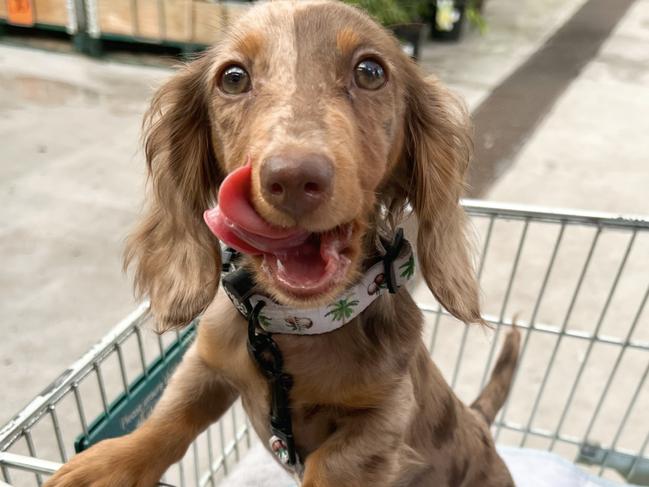 GALLERY: Queensland’s cutest puppies