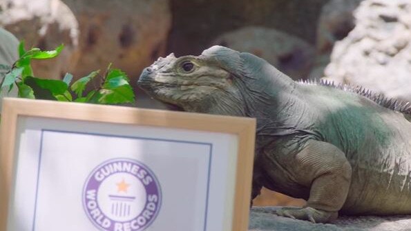 Rhino was awarded a Guinness World Record. Picture: Bindi Irwin