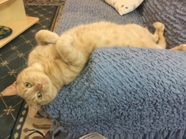Felix: Sometimes it’s hard to get comfortable, but Felix always manages in the end.