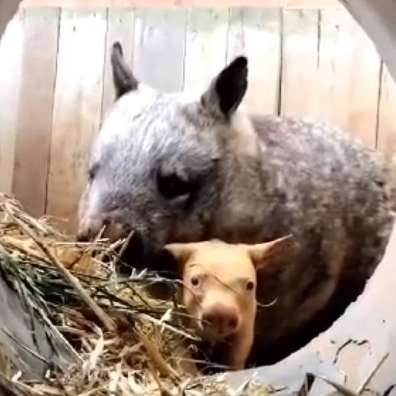 The wombat was born at Ballarat Wildlife Park. Picture: Instagram/Ballarat Wildlife Park