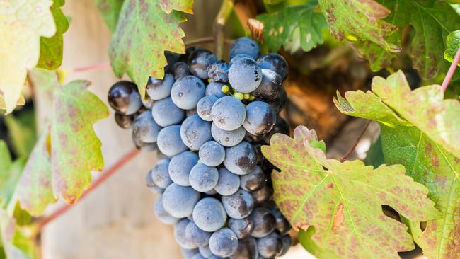 As much as 30 per cent of the current wine grape harvest could be left to rot.