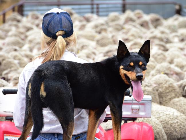 DOGS CALENDAR 2017: Ryan's dogsDOGSDogs owned by Belinda and Gerard Ryan from Baynton.Pictured: Generic farmer. Kelpie working dogs named Leon.  Merino sheep. Generic farm. Sheep. Shearing. Wool.PICTURE: ZOE PHILLIPS