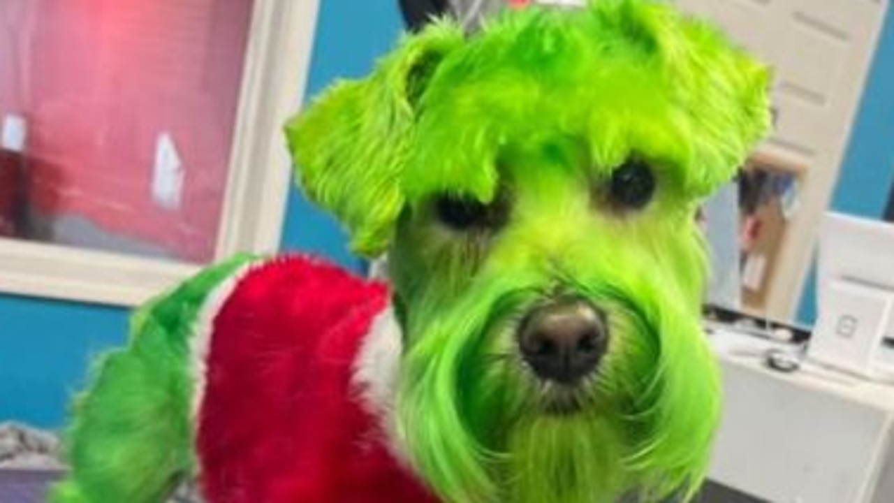 Kobieta wpada w złość po tym, jak jej pies został przefarbowany, by wyglądał jak Grinch