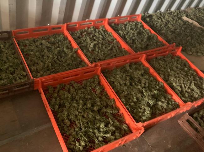 Bandidos OMCG senior member among three charged after shotgun and $1.65 million worth of cannabis seized near Mudgee. Picture: NSW Police / Supplied