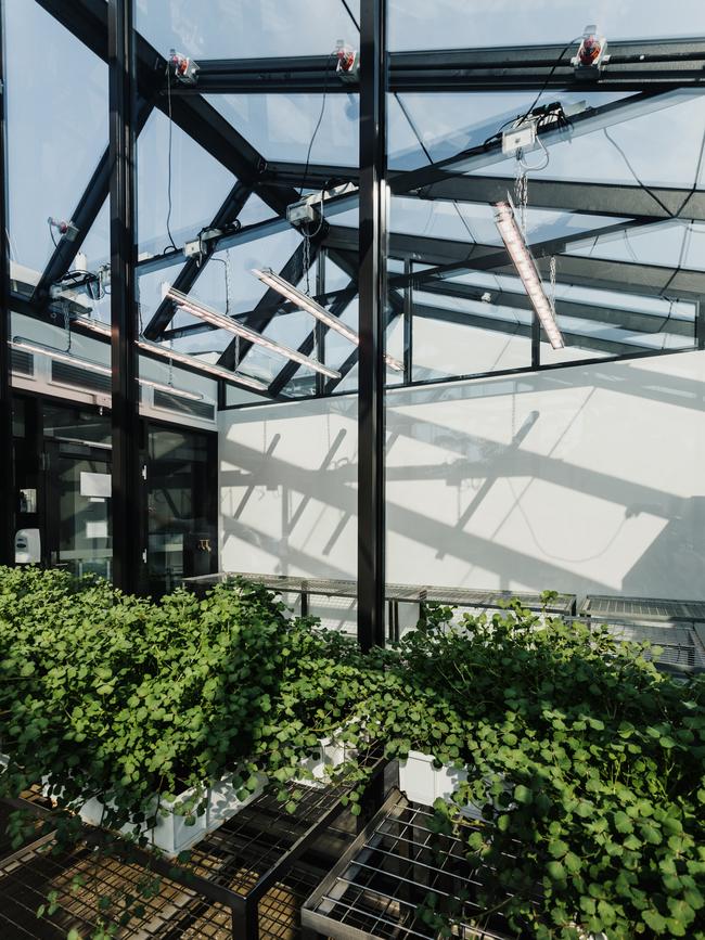The University of Tasmania’s PC2/QC2 glasshouse facility complete with a lab and growth chambers by Preston Lane. Picture: ADAM GIBSON