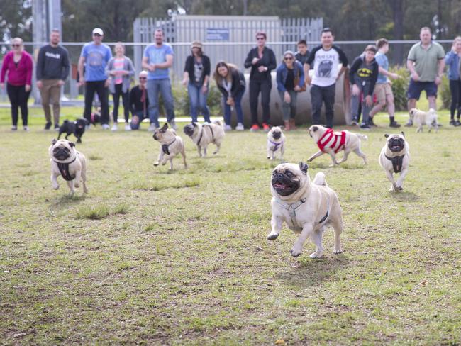 Macarthur Chronicle - Pictured: Pugs race - winner of the first race) of Macquarie Fields NSW CONTACT PHOTOGRAPHER FOR MOBILE NUMBER - Campbelltown Pug Club held a Pug meet and greet along with a few casual races at Mary Brookes Park, Kellerman Drive, Campbelltown NSW Australia. Other breeds of dog were also invited to race.