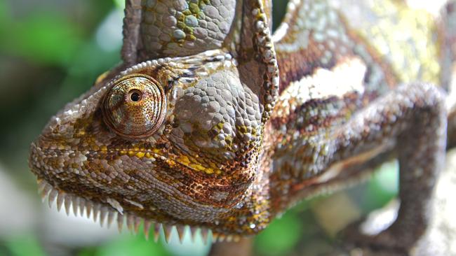 The veiled chameleon at Melbourne Zoo.