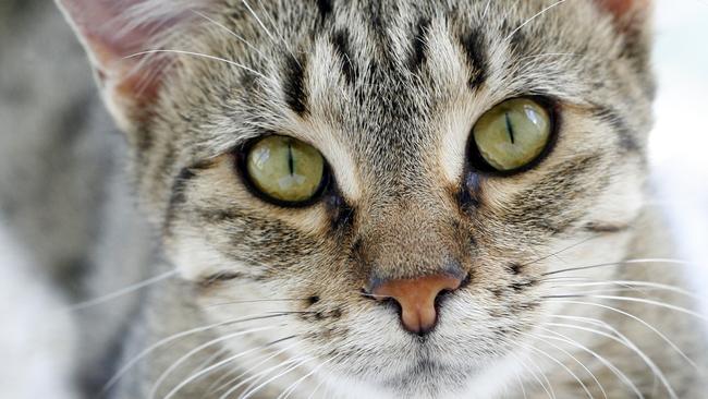 Cat owners are only permitted to have two cats registered per property unless the owner has a permit. Are you across your council’s regulations? Photo: Claudia Baxter / The Queensland Times