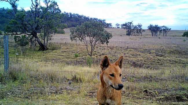 WILD DOG: A wild dog captured on camera by professional feral animal killer Tony Hopkins. Picture: Tony Hopkins