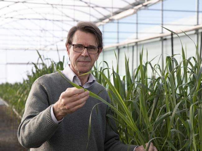 EMBARGOED 26TH FEB, 2025. DO NOT USE WITHOUT PERMISSION. SPEAK WITH AUS PIC DESK. Professor Robert Park inspecting wheat varieties at the University of Sydney Plant Breeding Institute in Camden. Professor Park is a global leader in combating rust fungus in wheat. Picture: University of Sydney / Stefanie Zingsheim