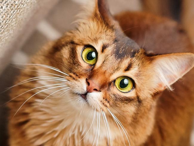 Purebred ruddy somali cat looking up staring at the camera.