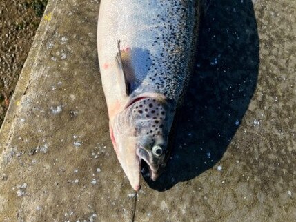 Anglers delight: Strict catch limits for escaped salmon