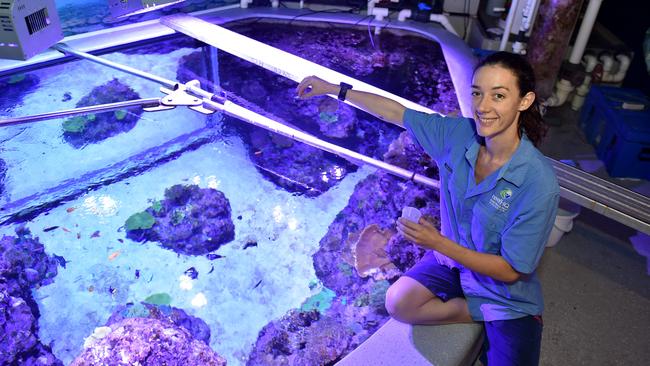 Behind the scenes at Reef HQ. Aquarist Kathy Connellan at the Colours Tank. Picture: Evan Morgan