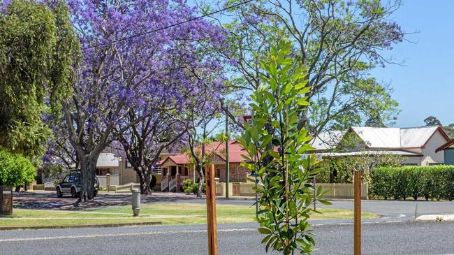 BIODIVERSITY: A native watergum seedling planted by Clarence Valley Council with a backdrop of Grafton's famous jacarandas. Picture: Adam Hourigan