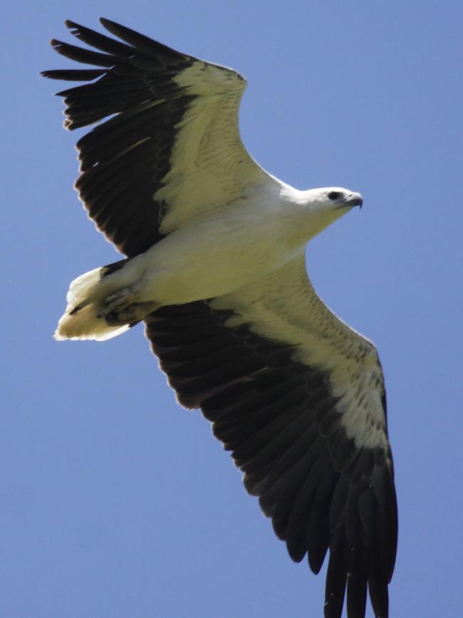 A white-bellied sea eagle.