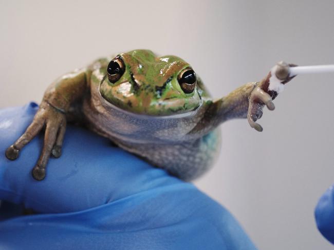 Simple, cheap tricks help frogs fight killer fungus