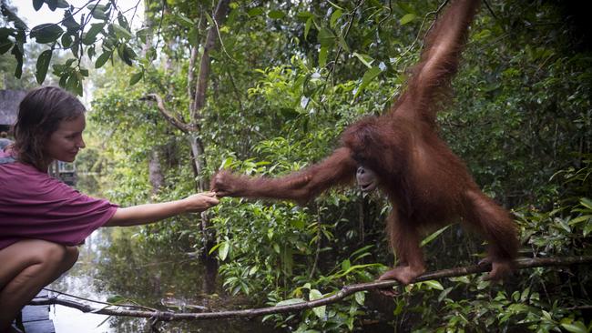 A visitor hands a banana to an orang-utan at Tanjung Harapan, located inside Tanjung Puting National Park on the island of Borneo, in Kalimantan, Indonesia.